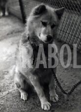 Vintage animali cucciolo usato  Roma