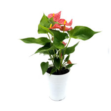 Anthurium plant for sale  Denver