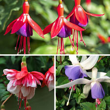 Premium hardy fuchsia for sale  PETERBOROUGH