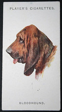Bloodhound vintage 1929 for sale  DERBY