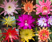 Mystery epiphyllum orchid for sale  Valley Center