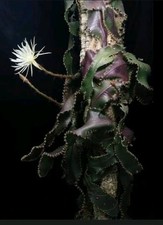 Selenicereus wittii rare gebraucht kaufen Selenicereus wittii rare gebraucht kaufen  Soest