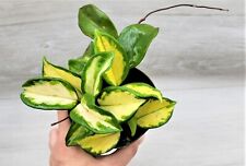 Variegated hoya carnosa for sale  Reseda