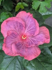 Den fragrant paddy gebraucht kaufen  München