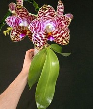 Rare phalaenopsis brother for sale  NOTTINGHAM