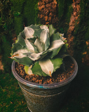 Agave potatorum ouhi for sale Agave potatorum ouhi for sale  NOTTINGHAM