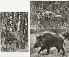 301 tiere waldes gebraucht kaufen  Prösen