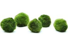 Marimo moss balls for sale  BUCKINGHAM
