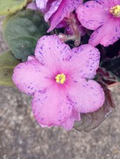 African violet starter for sale  BIGGLESWADE