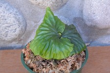 Rare platycerium madagascarien for sale  Roseburg