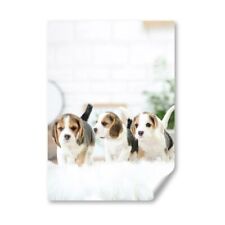 Tiny beagle puppies for sale  SELBY