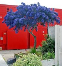 Ceanothus concha california for sale  NORTHWICH