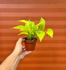 Neon pothos inch for sale  Homestead