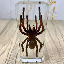 Large tarantula insect for sale  MACCLESFIELD