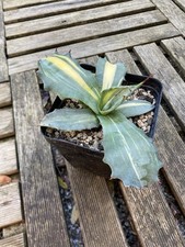 Agave ferox striata d'occasion  Pau