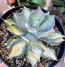 Agave potatorum kichiokan for sale  Covina