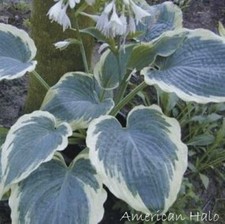 Hosta american halo for sale  Oak Creek