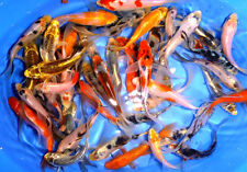 105 lot assorted for sale  Lima