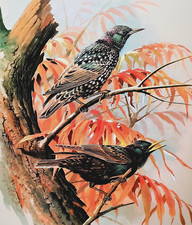 Starlings tree. vintage for sale  NELSON