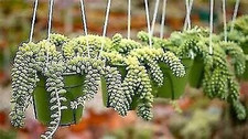 Burro tail hanging for sale  USA