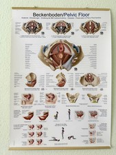 Lehrtafel medizinische poster gebraucht kaufen  Bad Vilbel