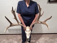 mule deer antlers for sale mule deer antlers for sale Ellis