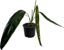 Philodendron patriciae live for sale  Homestead