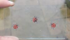 Stained glass ladybirds for sale  BATTLE