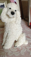 Castagna white poodle for sale  BRADFORD