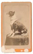 Cdv old photo d'occasion  Expédié en Belgium