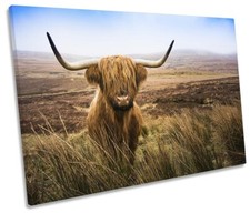 Scottish highland cow for sale  UK