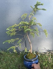Yamadori épicéa bonsaï d'occasion  Moutiers-les-Mauxfaits