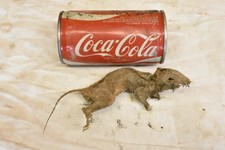 Cool weird oddity for sale  Farwell