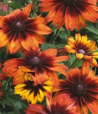 Rudbeckia sunburst glow for sale  UK