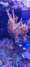 Anemone rose bubble for sale  BLACKPOOL