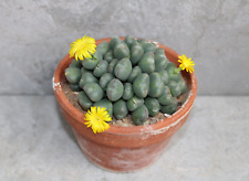 Conophytum meyeri for sale  POOLE