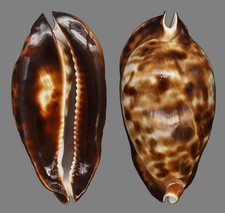 Coquillage collection cypraea d'occasion  Lyon VI