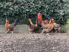 Welsummer eggs for sale  BARNOLDSWICK