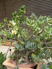 25cm crassula vert d'occasion  Saint-Cyprien