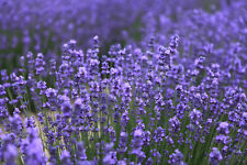 natur blumen lavendel gebraucht kaufen  Bleialf