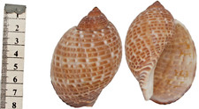 Coquillage collection tonna d'occasion  Saint-Jean-de-Sauves