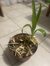 Yucca plante intérieur d'occasion  Couzeix