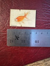 Spratts fancy goldfish for sale  NORTHAMPTON