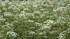 Anthriscus sylvestris cow for sale  WALLINGFORD