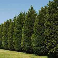 Free leyland cypress for sale  Myerstown