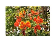 20x caesalpinia pulcherrima gebraucht kaufen  Pfullingen