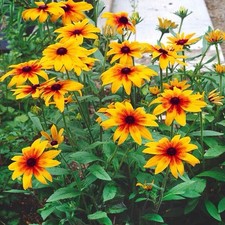 1000 gloriosa daisy for sale  Buffalo