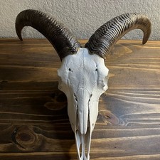 horns skull aoudad sheep for sale horns skull aoudad sheep for sale Alvin
