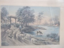 Lithographie coloriert schäfe gebraucht kaufen  Nürnberg