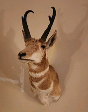 Vintage majestic pronghorn for sale  Hoschton